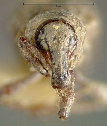 Media type: image;   Entomology 5297 Aspect: head frontal view